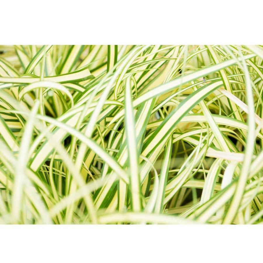 Outdoor Plants * | Cheap 1 Gal. Evergold Japanese Sedge Grass With Gold And Green Striped Cascading Blades By Online Orchards