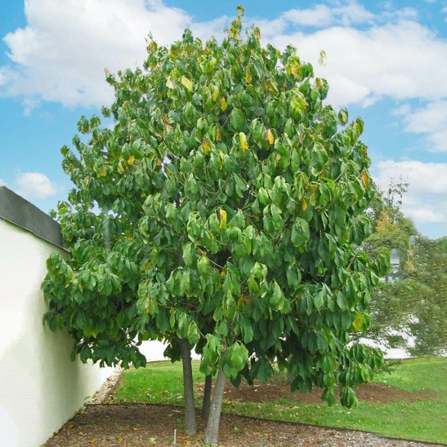 Outdoor Plants * | Best Sale 1 Gal. Paw Paw Seedling Fruit Tree By Unbranded