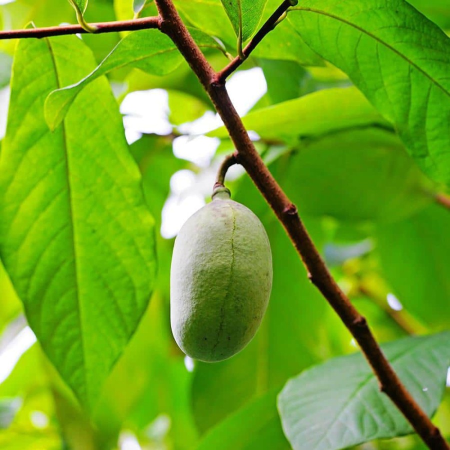 Outdoor Plants * | Best Sale 1 Gal. Paw Paw Seedling Fruit Tree By Unbranded