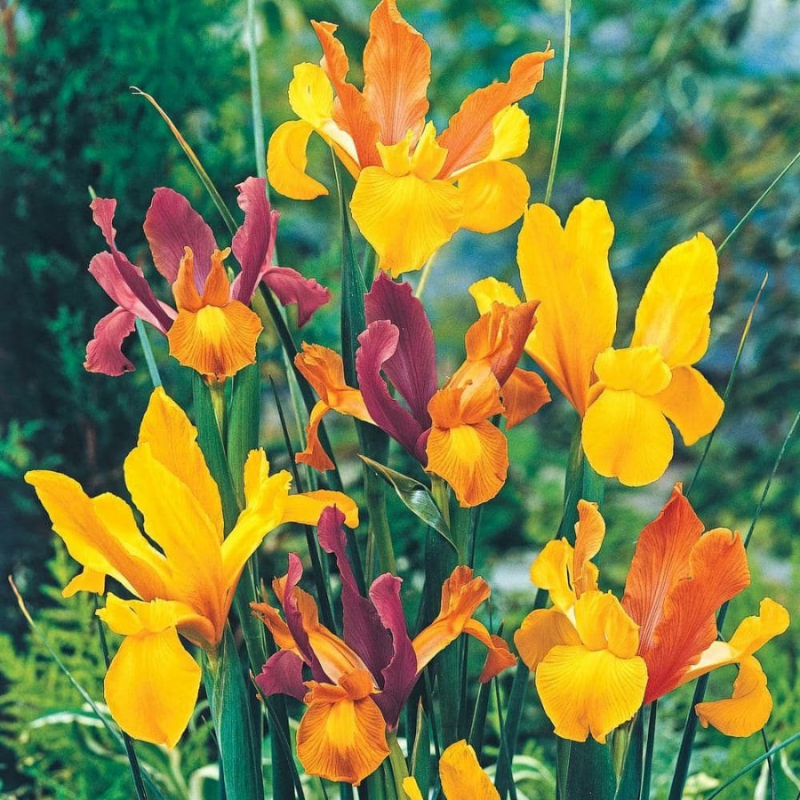 Outdoor Plants * | Cheapest Dutch Iris Bulbs Mixture (25-Pack) By Van Bourgondien