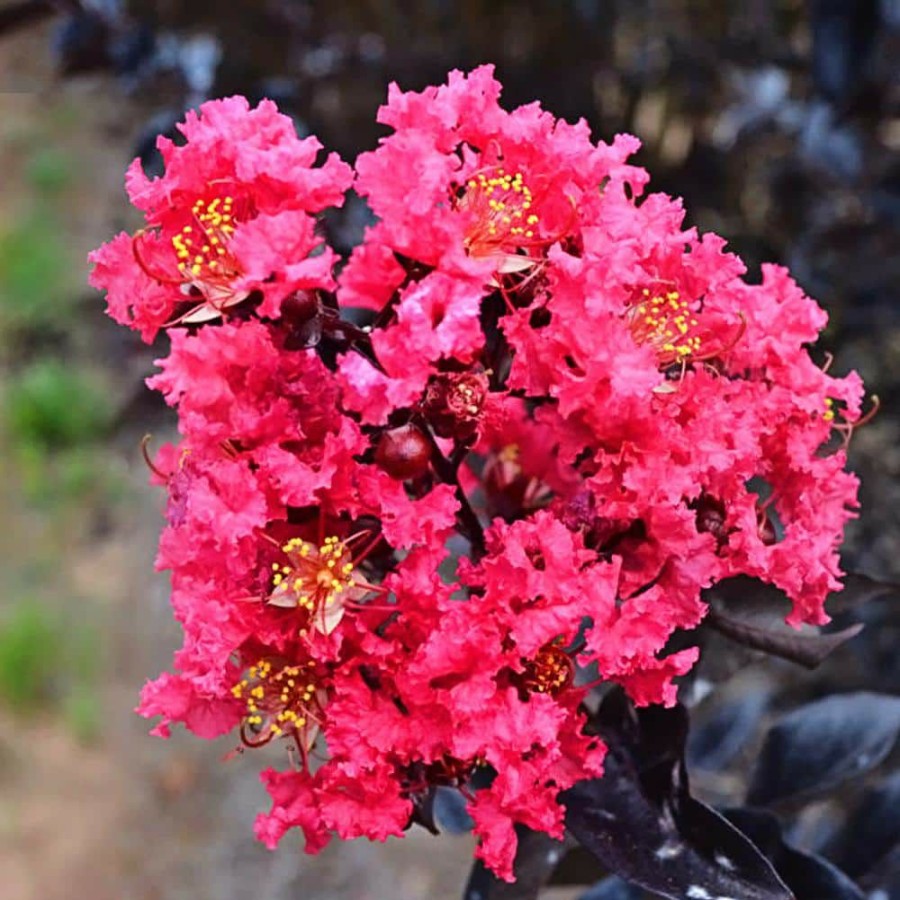 Outdoor Plants * | Budget Midnight Magic Crape Myrtle By First Editions