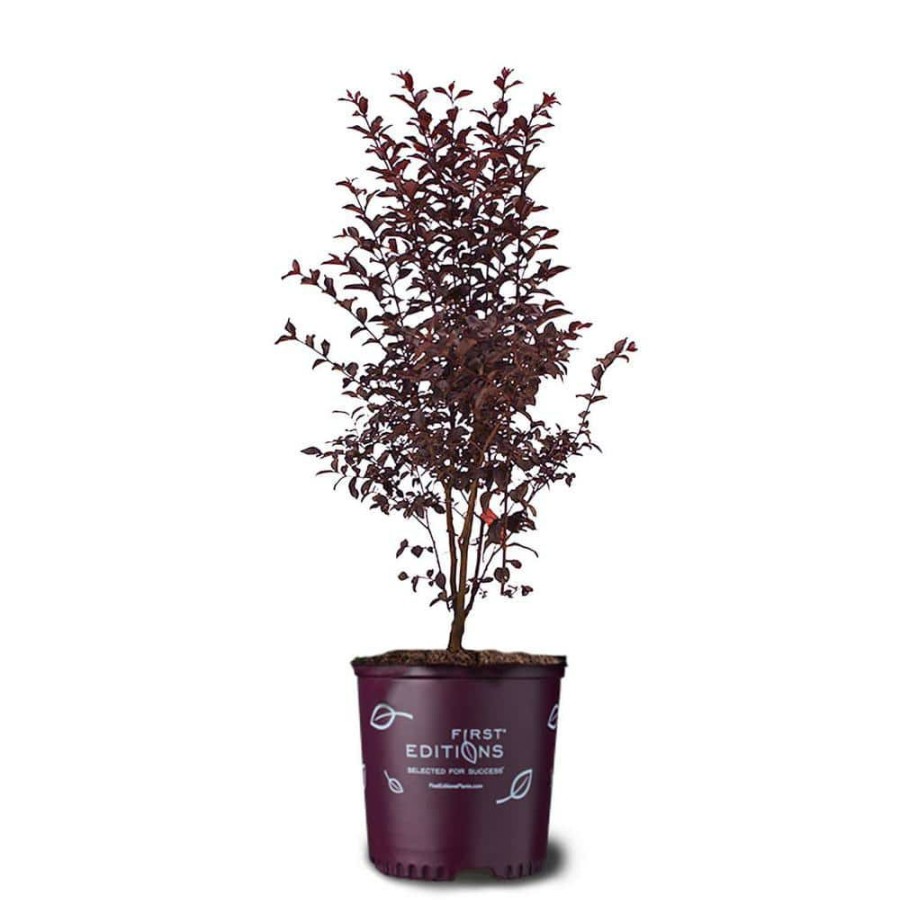 Outdoor Plants * | Budget Midnight Magic Crape Myrtle By First Editions