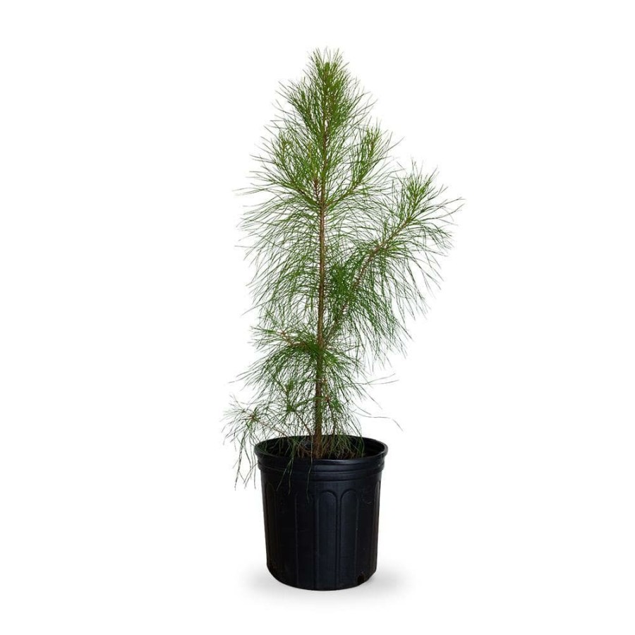 Outdoor Plants * | Deals 2.5 Gal. Loblolly Pine Tree Evergreen Conifer By Flowerwood