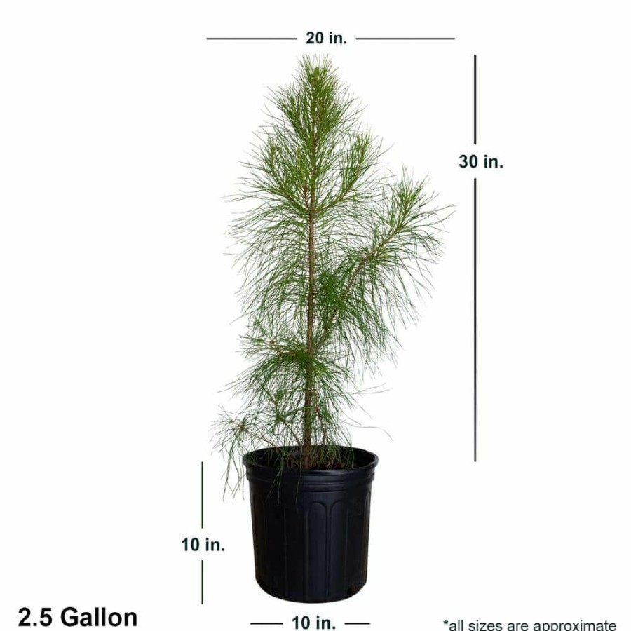 Outdoor Plants * | Deals 2.5 Gal. Loblolly Pine Tree Evergreen Conifer By Flowerwood