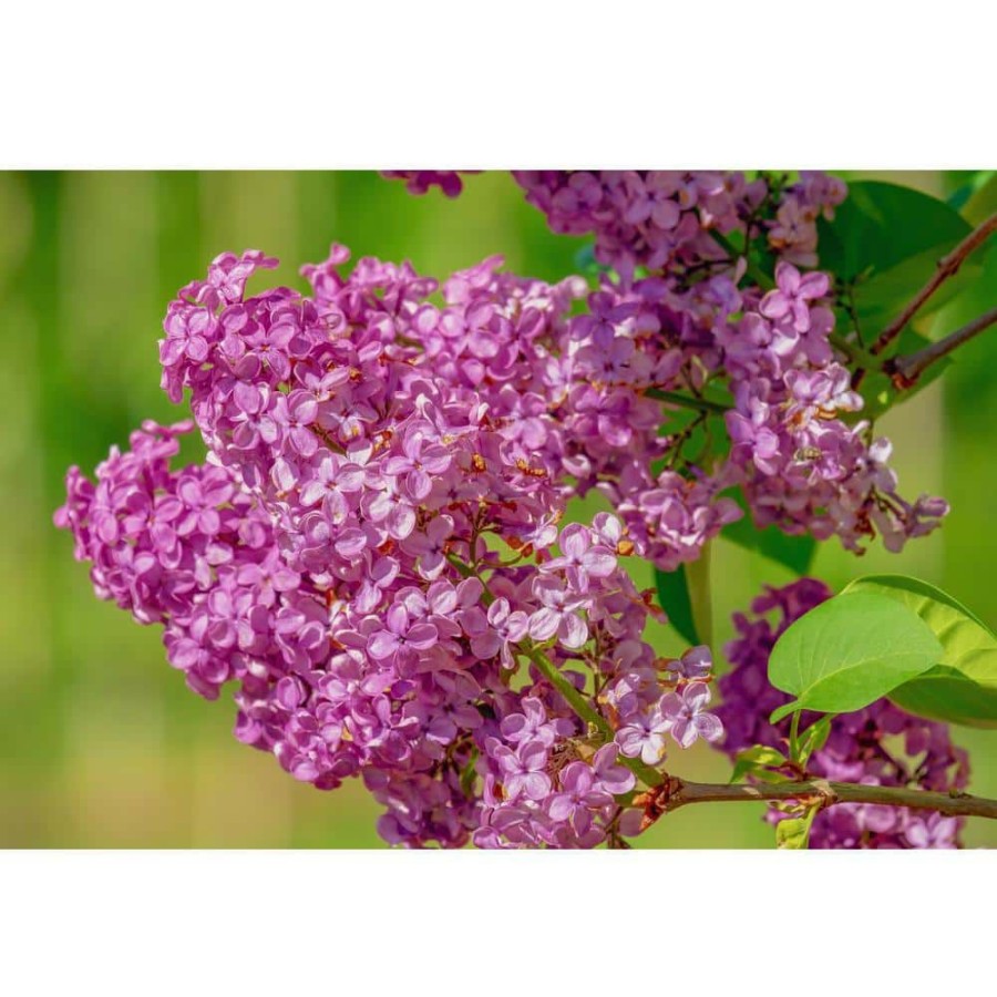 Outdoor Plants * | Cheap 18 In. 36 In. Tall Bare-Root Royal Purple Lilac Shrub By Online Orchards