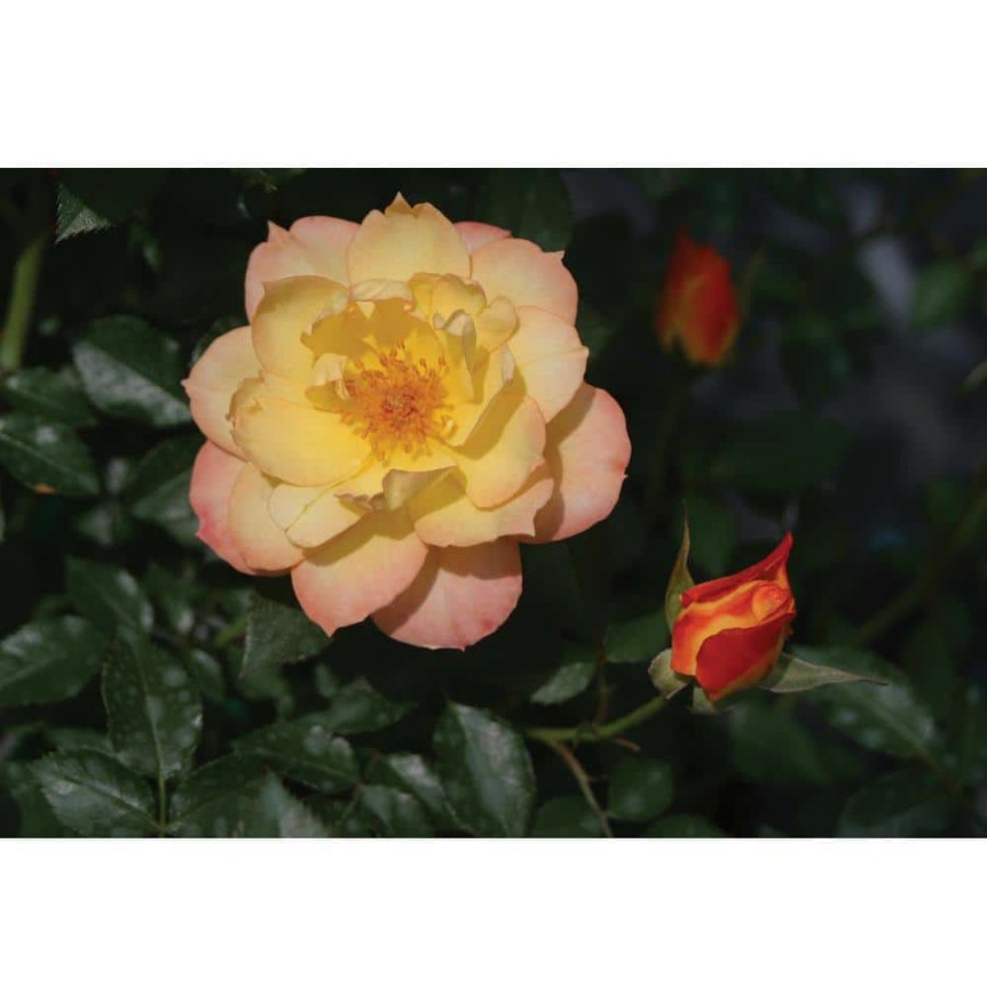 Outdoor Plants * | Outlet 1 Gal. Oso Easy Italian Ice Landscape Rose (Rosa) Live Shrub Orange, Pink And Yellow Flowers By Proven Winners