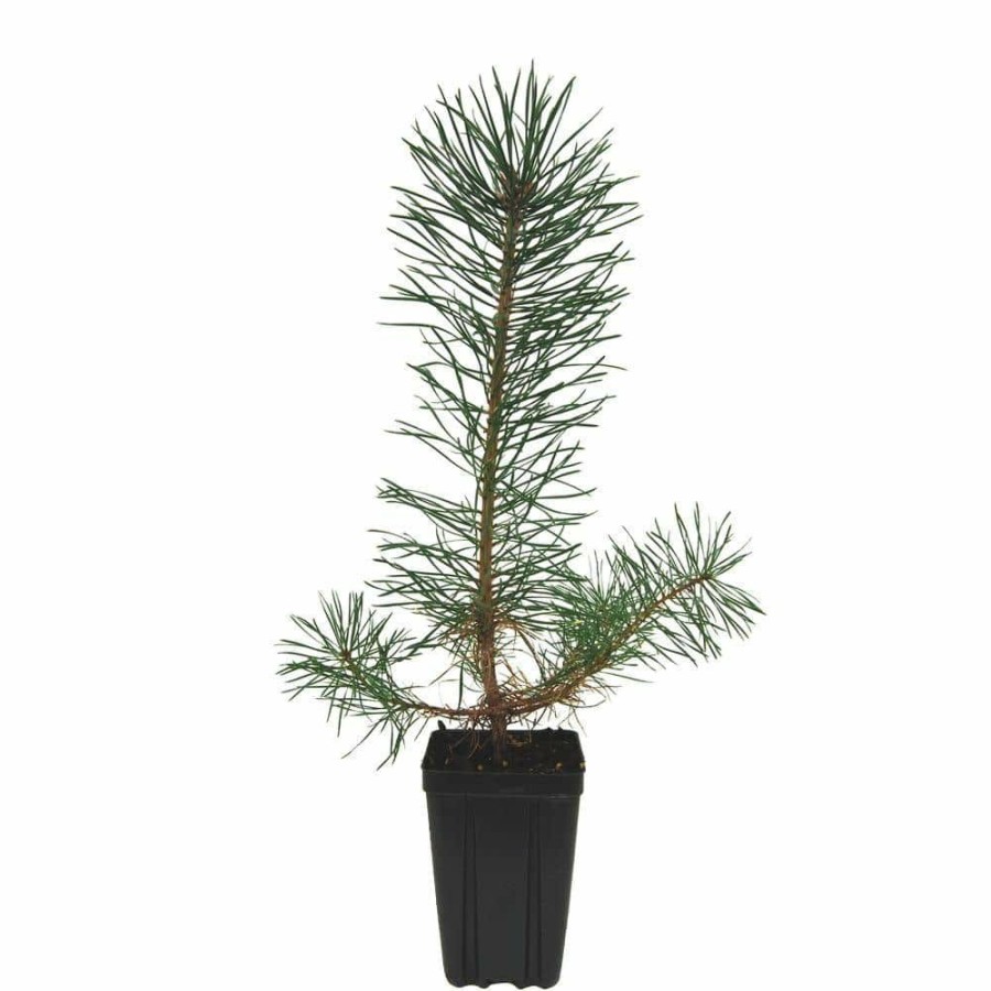 Outdoor Plants * | Top 10 Scotch Pine Potted Evergreen Tree By Evergreen Nursery