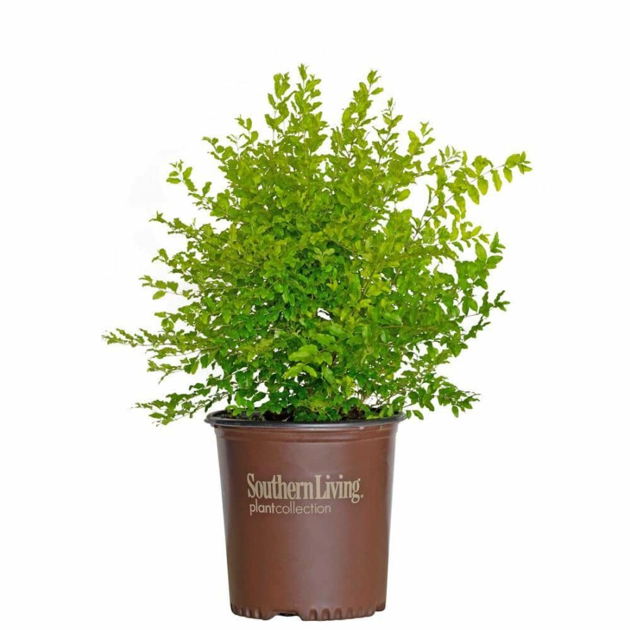 Outdoor Plants * | Wholesale 2 Gal. Sunshine Ligustrum, Evergreen Shrub, Bright Golden-Yellow Foliage By Southern Living