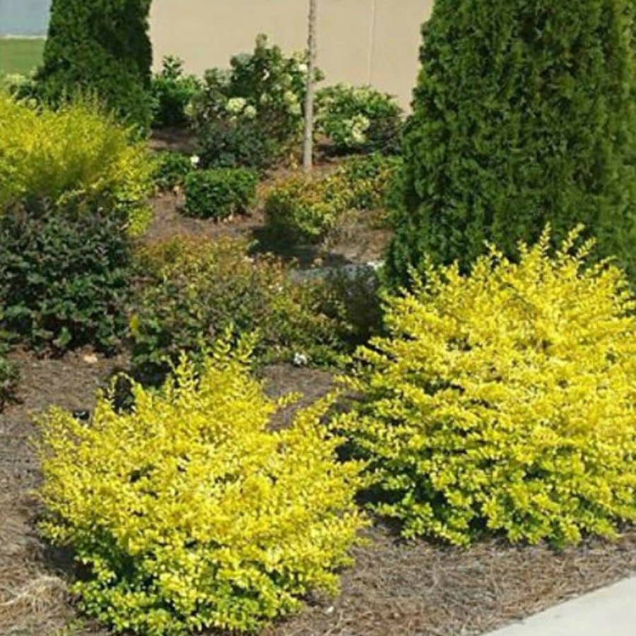 Outdoor Plants * | Wholesale 2 Gal. Sunshine Ligustrum, Evergreen Shrub, Bright Golden-Yellow Foliage By Southern Living