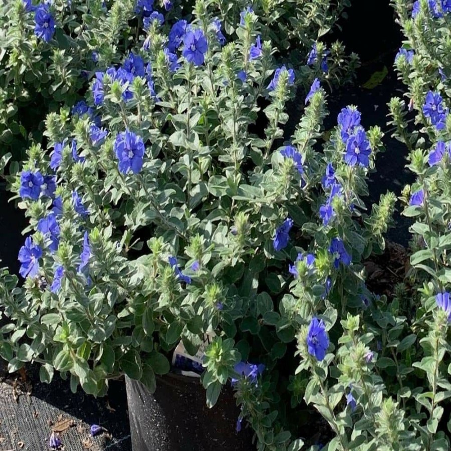 Outdoor Plants * | Outlet 3 Gal. Blue Daze Evolvulus Plant By Onlineplantcenter