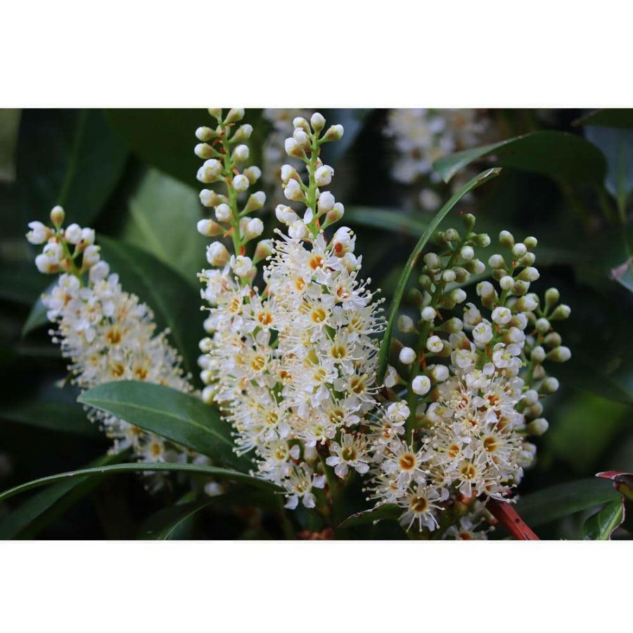 Outdoor Plants * | Best Pirce 1 Gal. Cherry Laurel Otto Luyken Shrub Hardy, Fragrant, Beautful Shrub Perfect For Hedge Plantings By Online Orchards