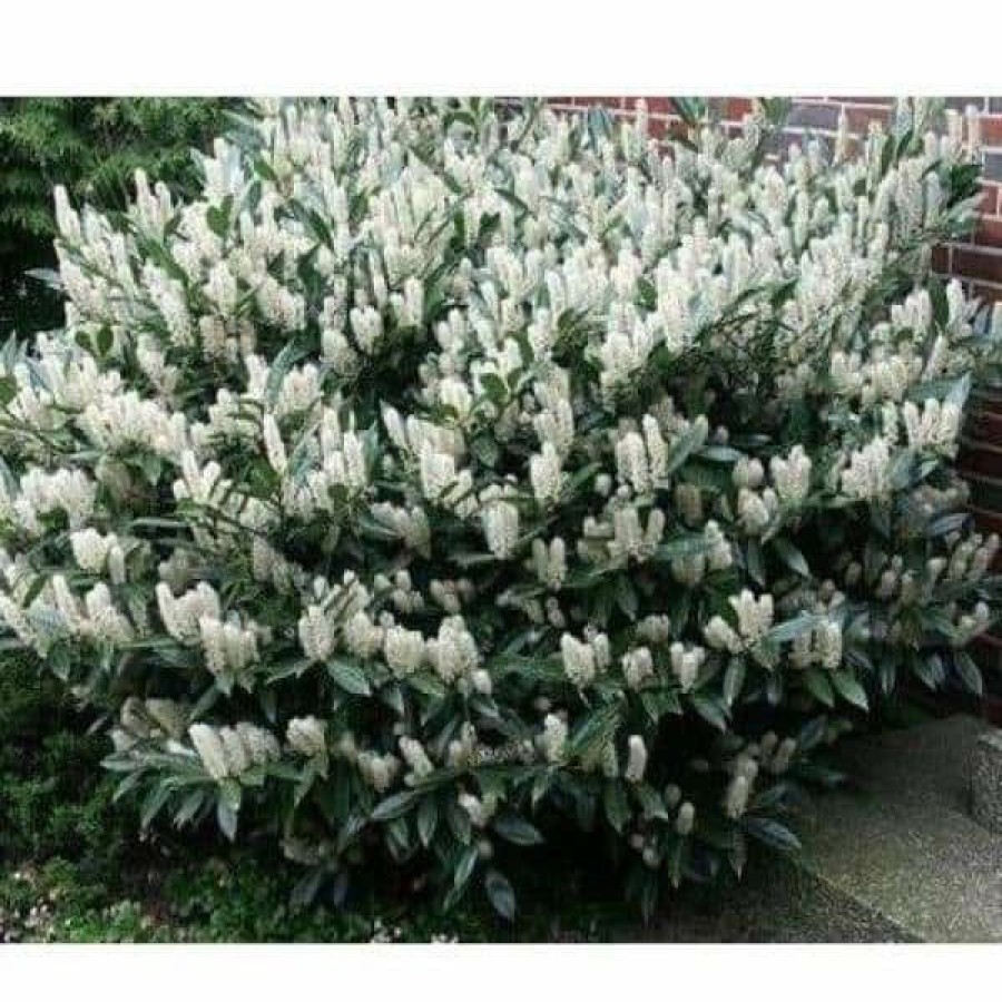 Outdoor Plants * | Best Pirce 1 Gal. Cherry Laurel Otto Luyken Shrub Hardy, Fragrant, Beautful Shrub Perfect For Hedge Plantings By Online Orchards