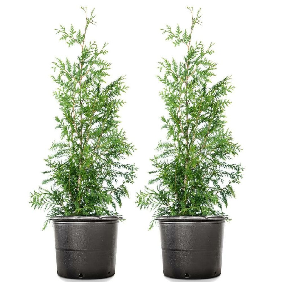 Outdoor Plants * | Flash Sale 4 Ft. 5 Ft. Thuja Green Giant Tree (2-Pack) By Unbranded