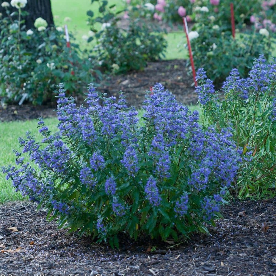 Outdoor Plants * | Flash Sale 1 Gal. Beyond Midnight Bluebeard (Caryopteris) Live Shrub, Blue Flowers And Glossy Green Foliage By Proven Winners