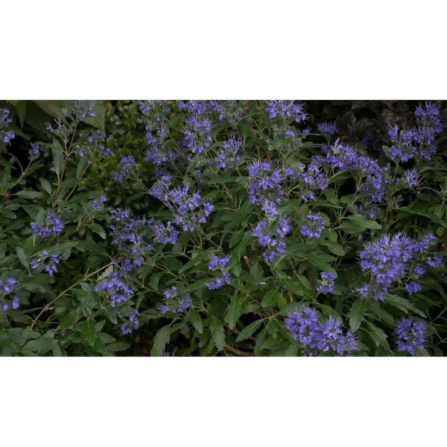 Outdoor Plants * | Flash Sale 1 Gal. Beyond Midnight Bluebeard (Caryopteris) Live Shrub, Blue Flowers And Glossy Green Foliage By Proven Winners