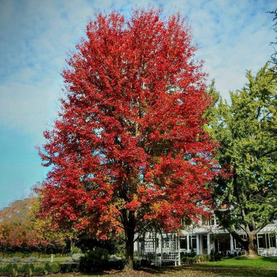 Outdoor Plants * | Flash Sale 5 Gal. Autumn Blaze Deciduous Maple Tree By Unbranded