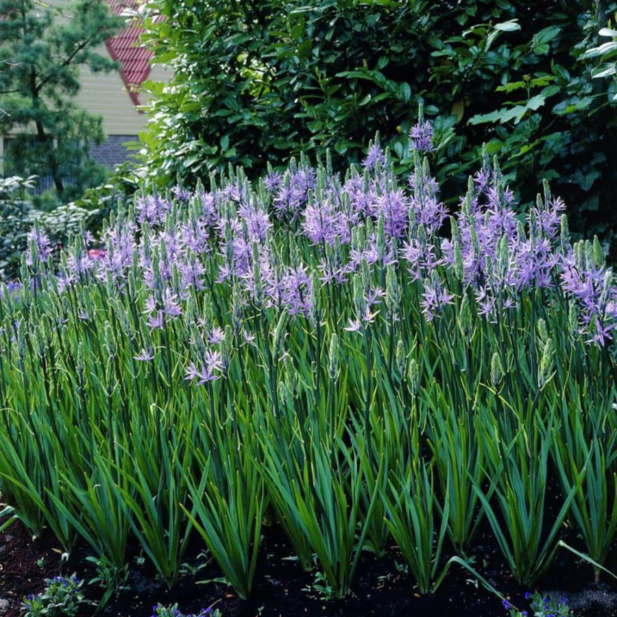 Outdoor Plants * | Cheapest Camassia Quamash Set Of 25 Bulbs By Van Zyverden