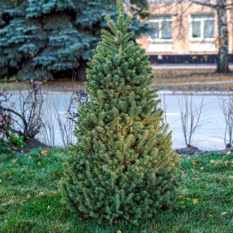 Outdoor Plants * | Hot Sale 2.25 Gal. Pot, Norway Spruce (Picea), Live Evergreen Tree (1-Pack) By Spring Hill Nurseries