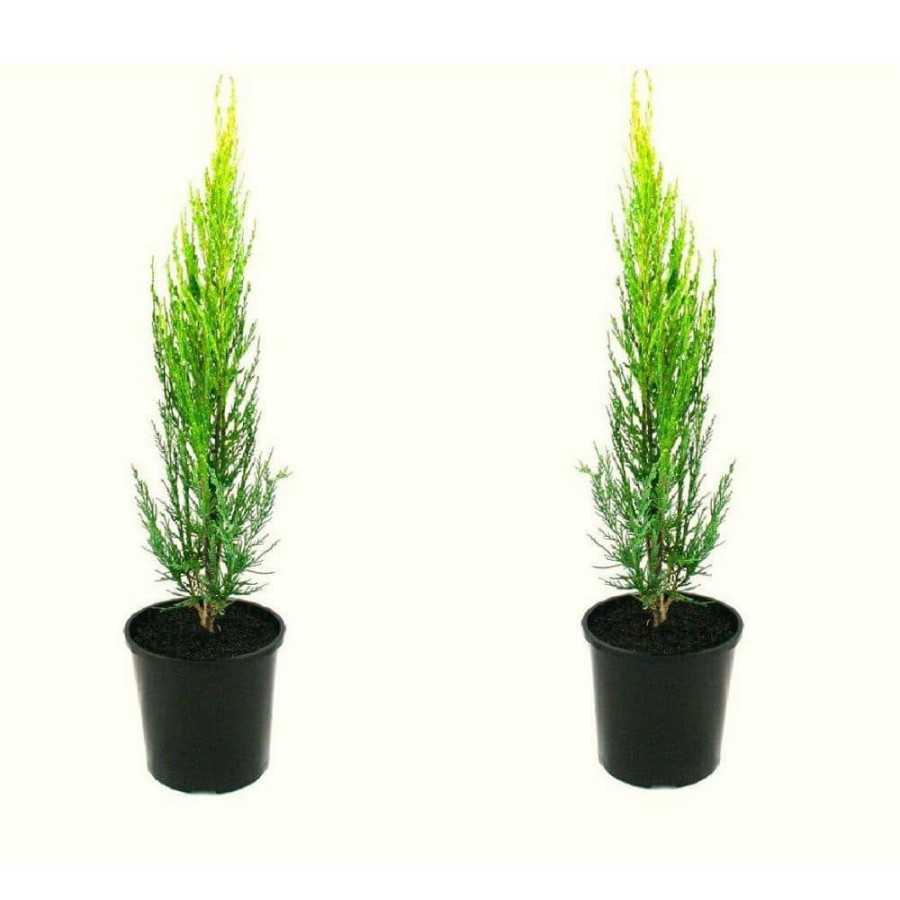 Outdoor Plants * | Outlet 1 Gal. Skyrocket Juniper Shrub With Fast Growing Blue Foliage (2-Pack) By Unbranded