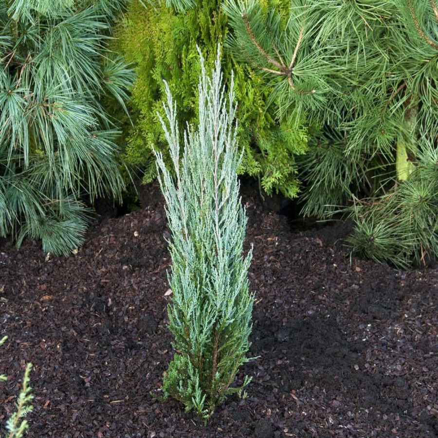 Outdoor Plants * | Outlet 1 Gal. Skyrocket Juniper Shrub With Fast Growing Blue Foliage (2-Pack) By Unbranded