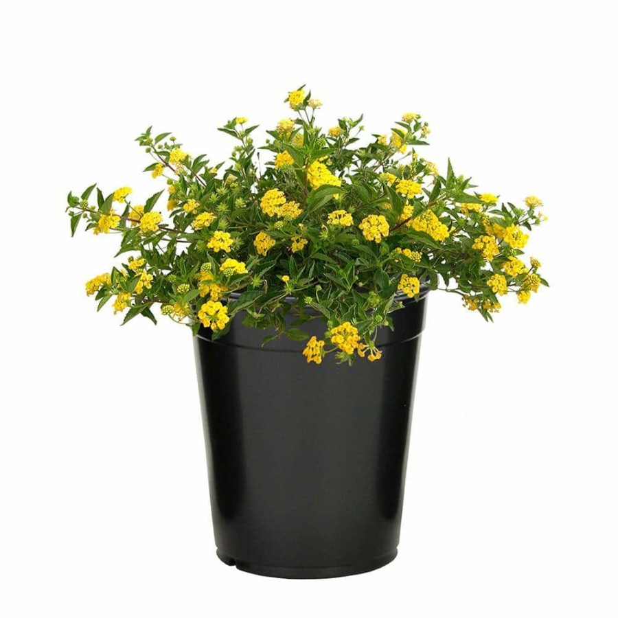 Outdoor Plants * | Buy 1 Gal. Lantana New Gold Plant By Altman Plants