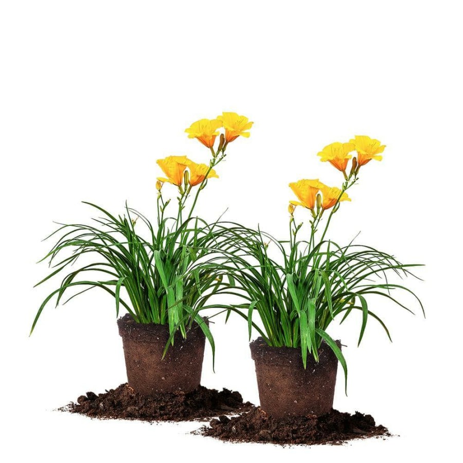 Outdoor Plants * | Flash Sale 1 Gal. Stella D'Oro Daylily Plant (2-Pack) By Perfect Plants