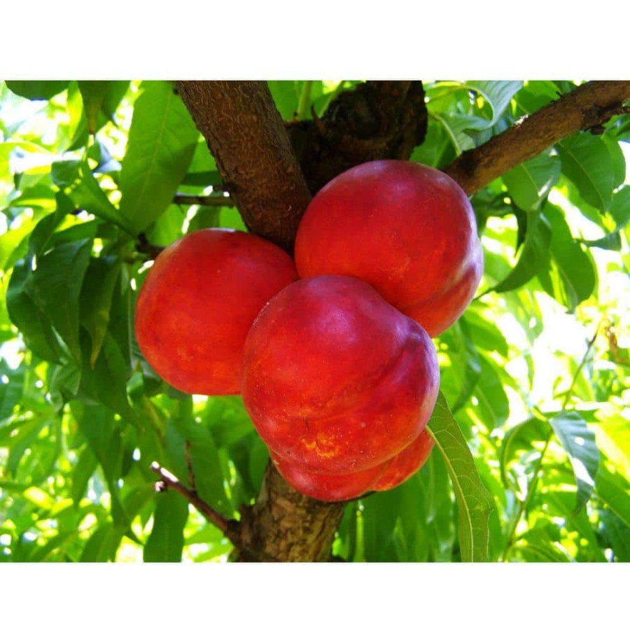 Outdoor Plants * | Promo Independence Nectarine Tree (Bare-Root, 3 Ft. To 4 Ft. Tall, 2-Years Old) By Online Orchards