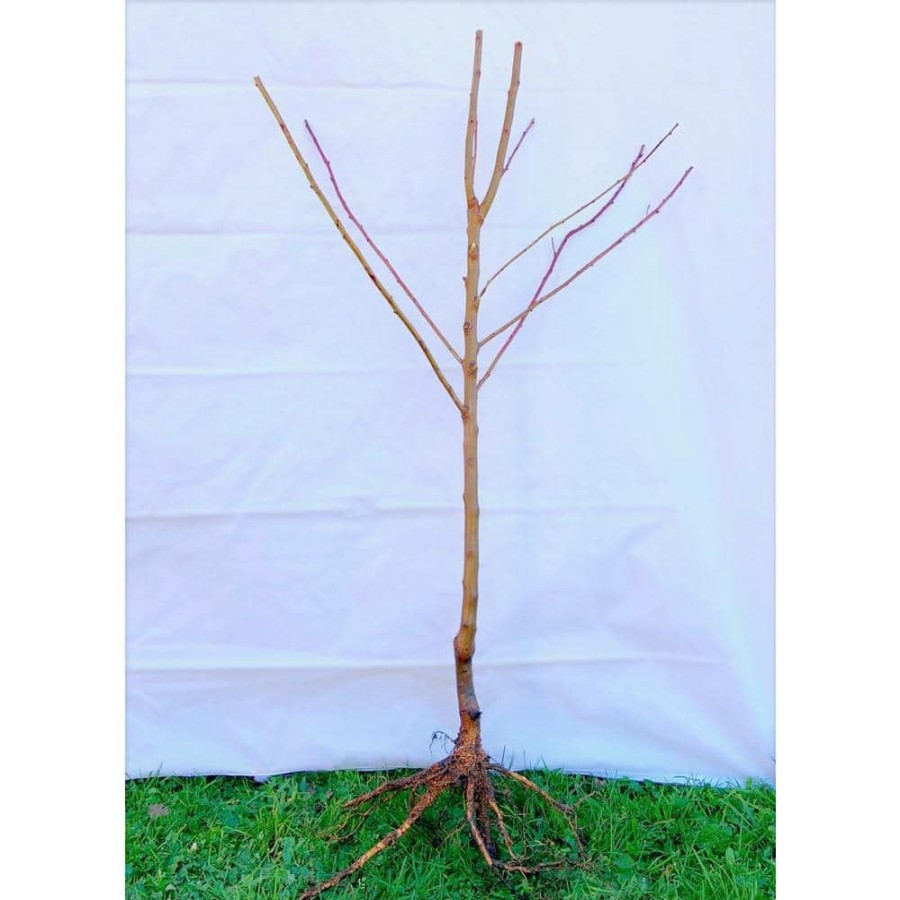 Outdoor Plants * | Promo Independence Nectarine Tree (Bare-Root, 3 Ft. To 4 Ft. Tall, 2-Years Old) By Online Orchards