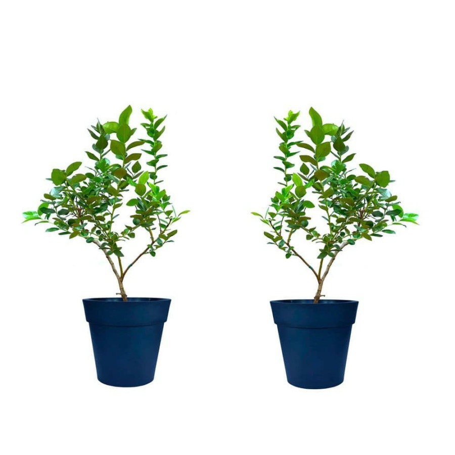 Outdoor Plants * | Best Sale 1 Gal. Twice Bearing Sweetheart Blueberry Plant (2-Pack) By Online Orchards