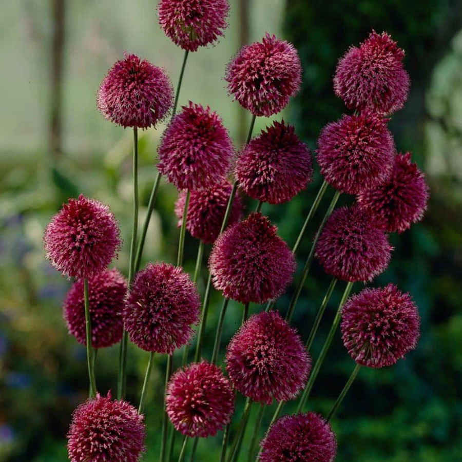 Outdoor Plants * | Outlet Allium Sphaerocephalon Bulbs (Set Of 25) By Van Zyverden