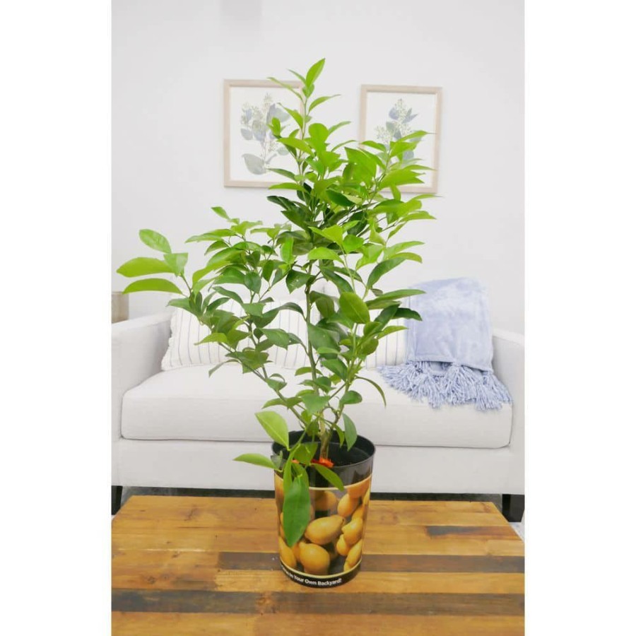 Outdoor Plants * | Outlet 1 Gal. Improved Meyer Lemon Tree Live Tropical Tree With White Flower To Yellow Fruit (1-Pack) By Bell Nursery