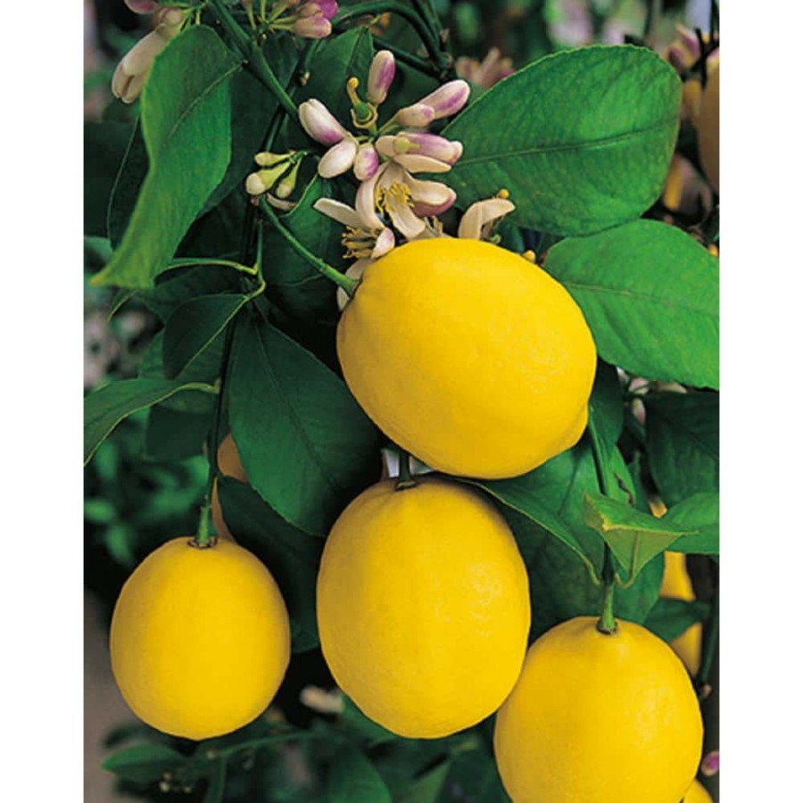 Outdoor Plants * | Outlet 1 Gal. Improved Meyer Lemon Tree Live Tropical Tree With White Flower To Yellow Fruit (1-Pack) By Bell Nursery