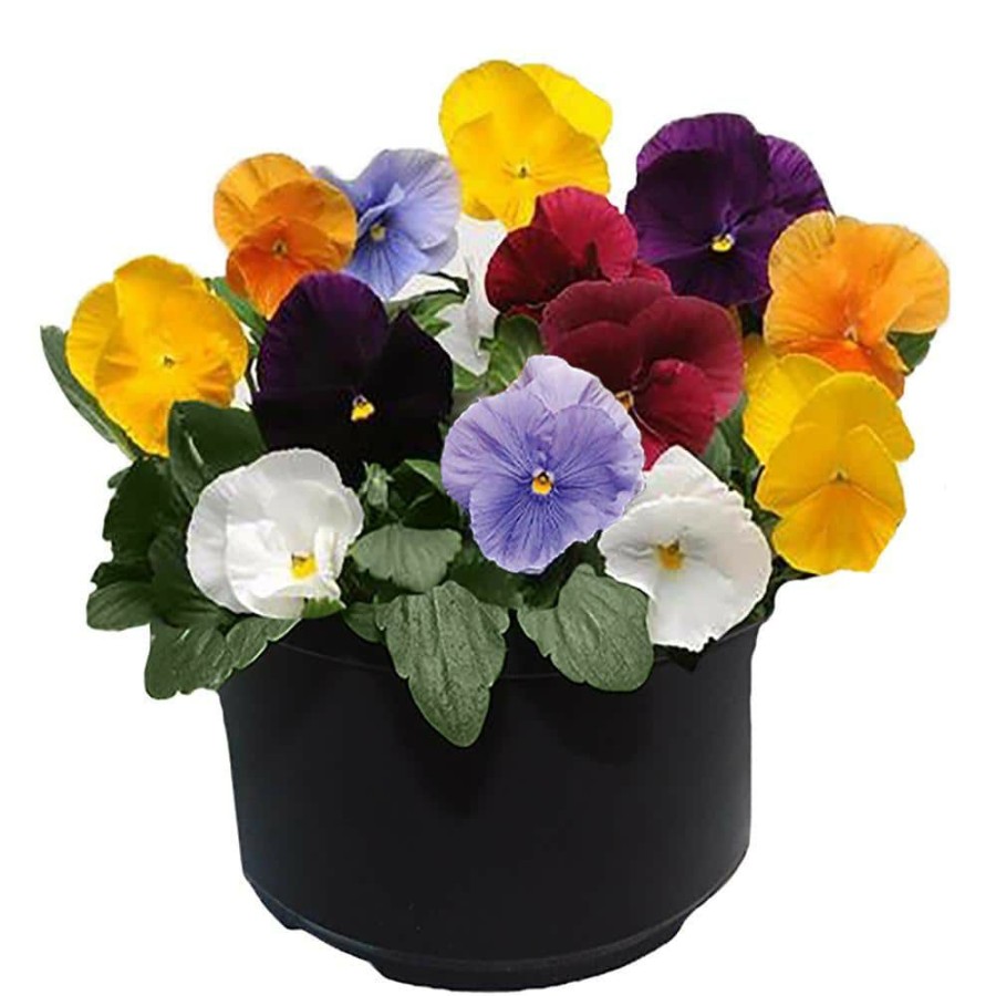 Outdoor Plants * | Flash Sale 8 In. Pansy Annual Plant With Pastel Colored Blooms By Unbranded