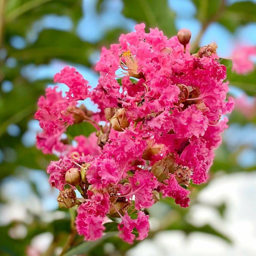 Outdoor Plants * | Top 10 7 Gal. Tuscarora Crape Myrtle Tree By Unbranded