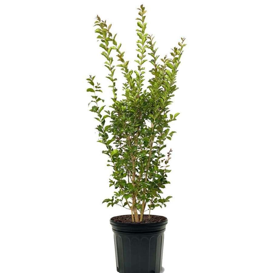 Outdoor Plants * | Top 10 7 Gal. Tuscarora Crape Myrtle Tree By Unbranded