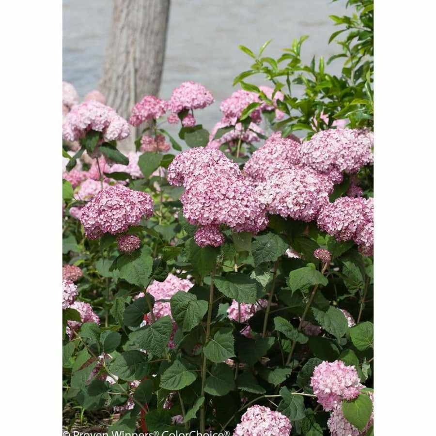 Outdoor Plants * | Coupon 1 Gal. Incrediball Blush Smooth Hydrangea (Arborescens) Live Shrub, Light Pink Flowers By Proven Winners