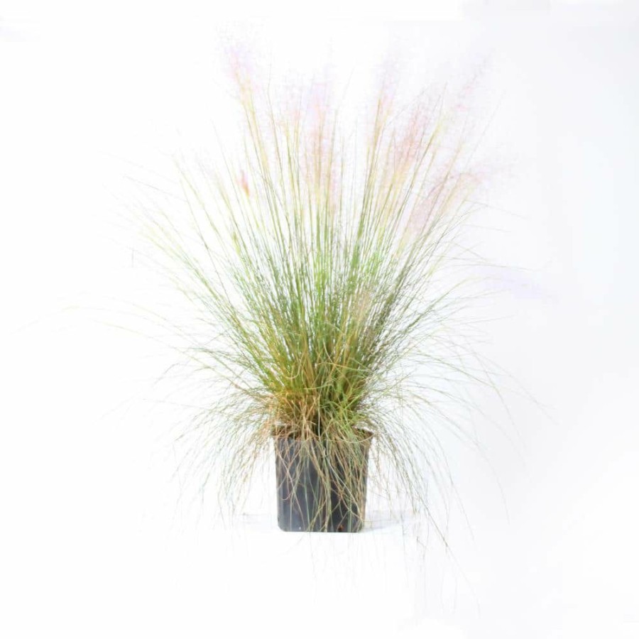 Outdoor Plants * | Best Pirce 3 Gal. Pink Muhly Ornamental Grass By Brighter Blooms