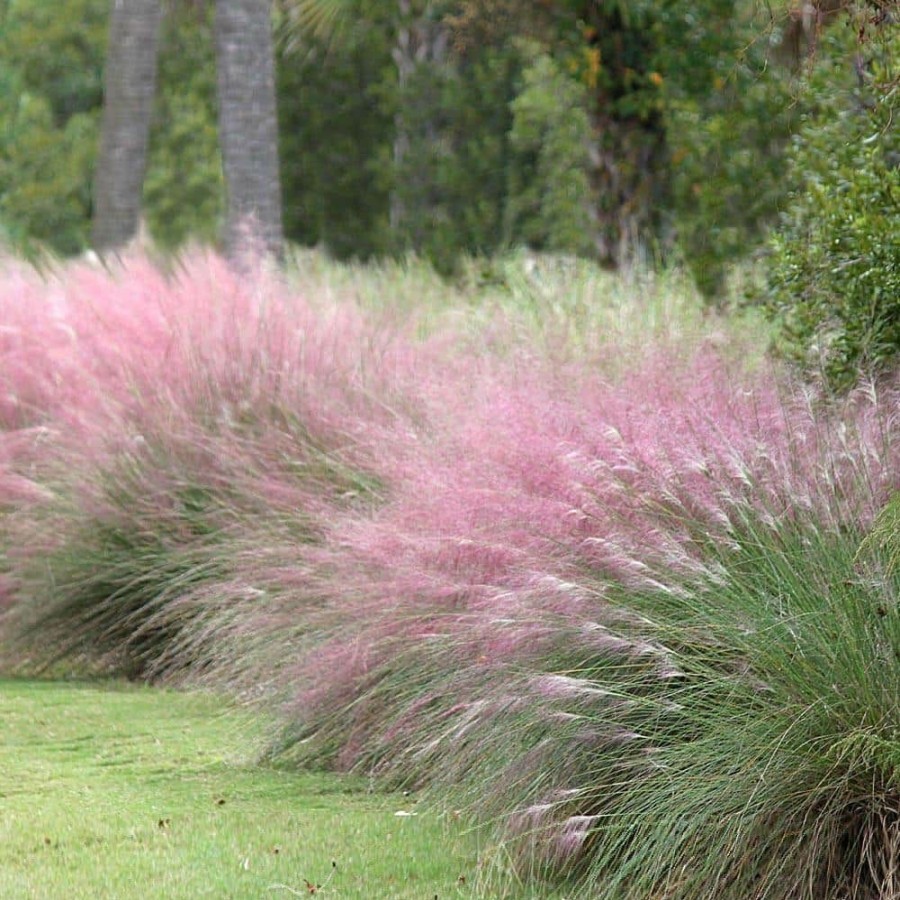 Outdoor Plants * | Best Pirce 3 Gal. Pink Muhly Ornamental Grass By Brighter Blooms