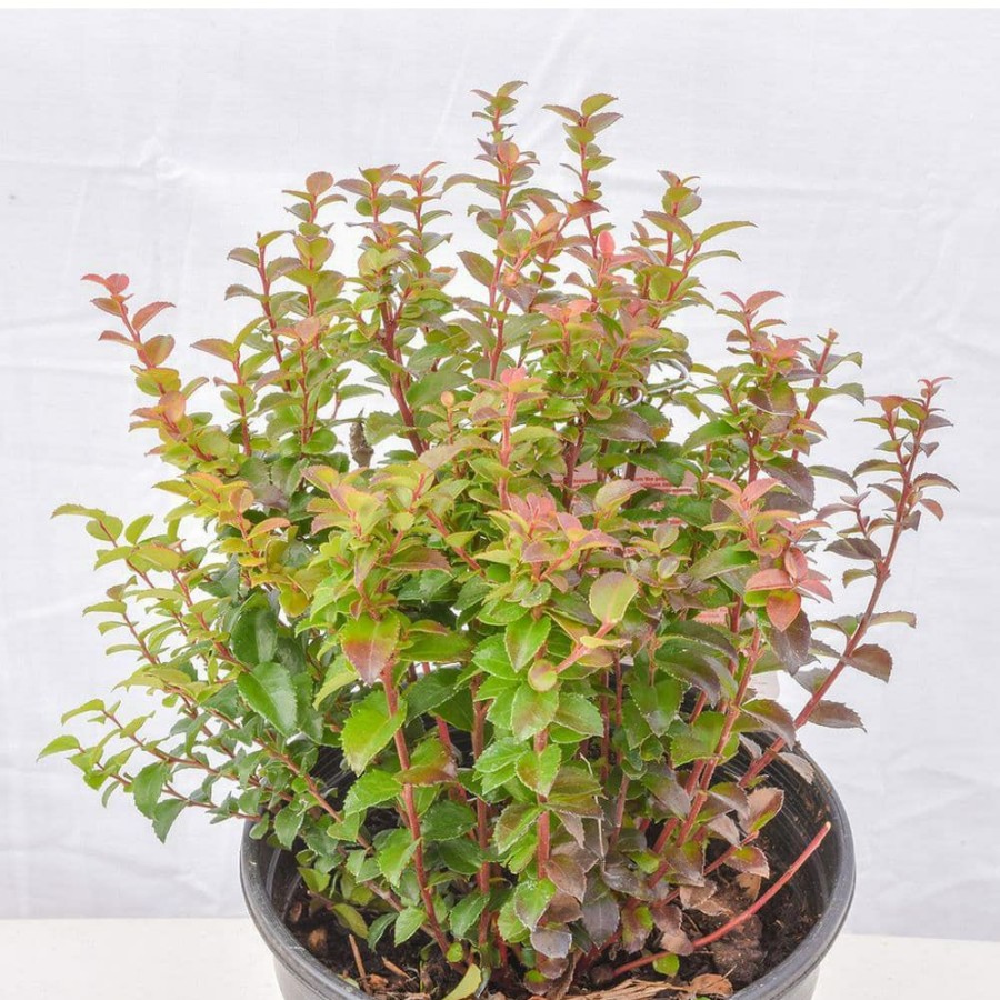 Outdoor Plants * | Best Reviews Of 1 Gal. Pacific Evergeen Huckleberry Plant By Online Orchards