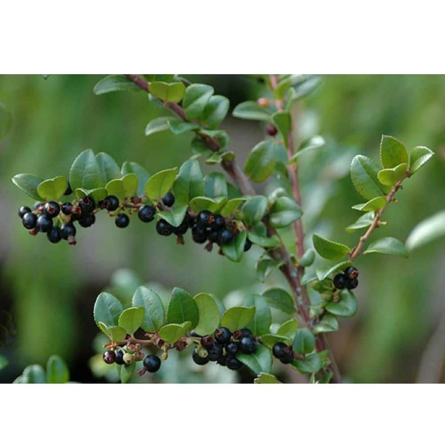 Outdoor Plants * | Best Reviews Of 1 Gal. Pacific Evergeen Huckleberry Plant By Online Orchards