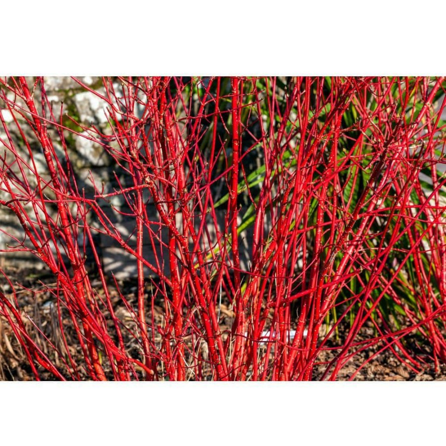 Outdoor Plants * | Top 10 1 Gal. Arctic Fire Dogwood Shrub With Fiery Red Winter Stems By Online Orchards