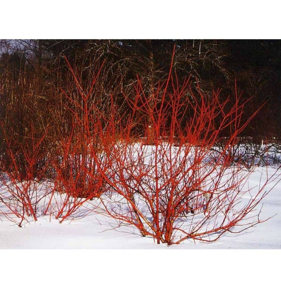 Outdoor Plants * | Top 10 1 Gal. Arctic Fire Dogwood Shrub With Fiery Red Winter Stems By Online Orchards