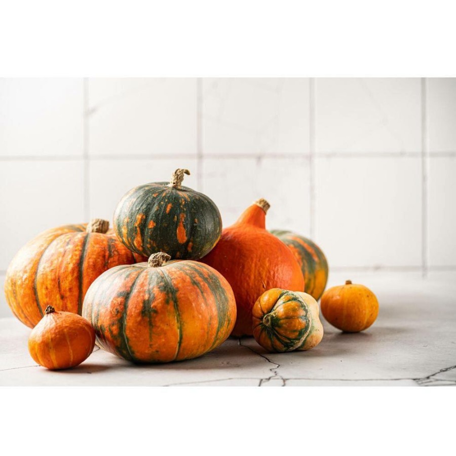 Outdoor Plants * | Budget Live Halloween Ornamental Heirloom Pumpkin By Bell Nursery