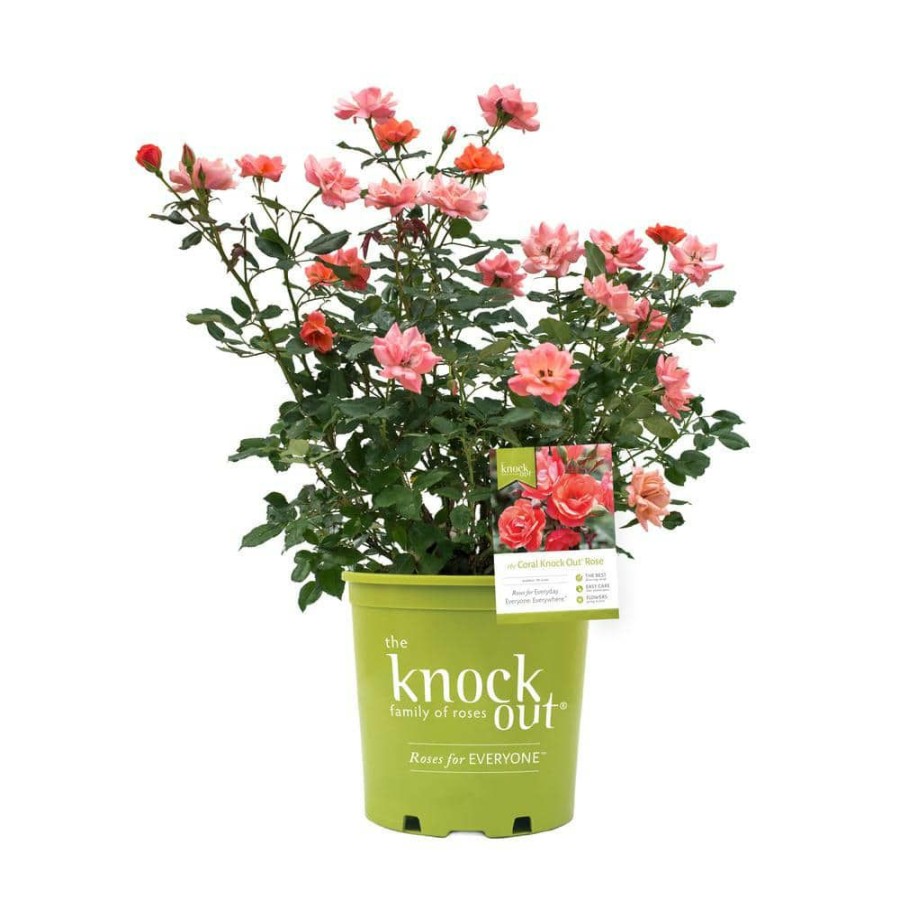 Outdoor Plants * | Promo 2 Gal. The Coral Knock Out Rose Bush With Brick Orange To Pink Flowers