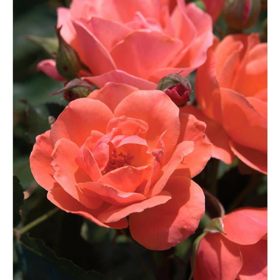 Outdoor Plants * | Promo 2 Gal. The Coral Knock Out Rose Bush With Brick Orange To Pink Flowers