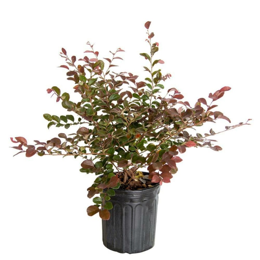 Outdoor Plants * | Buy 2.5 Qt Ruby Loropetalum Live Evergreen Shrub With Purple Foliage By Flowerwood