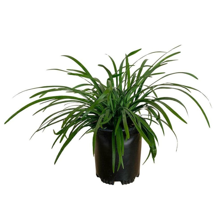 Outdoor Plants * | Promo 2.5 Qt. Big Blue Liriope Grass (Lily Turf) With Purple Flower Spikes By Flowerwood