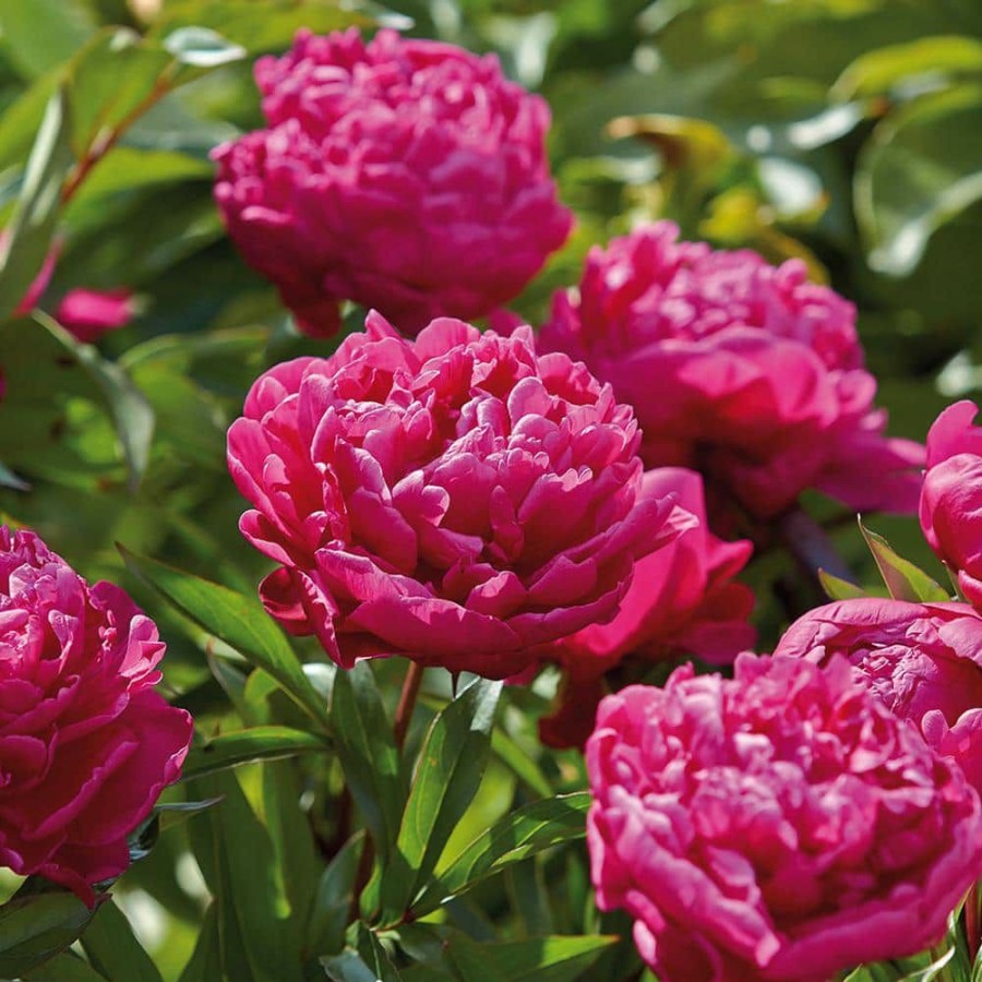 Outdoor Plants * | Deals Peonies Bulbs Karl Rosenfield (Set Of 3 Roots) By Van Zyverden