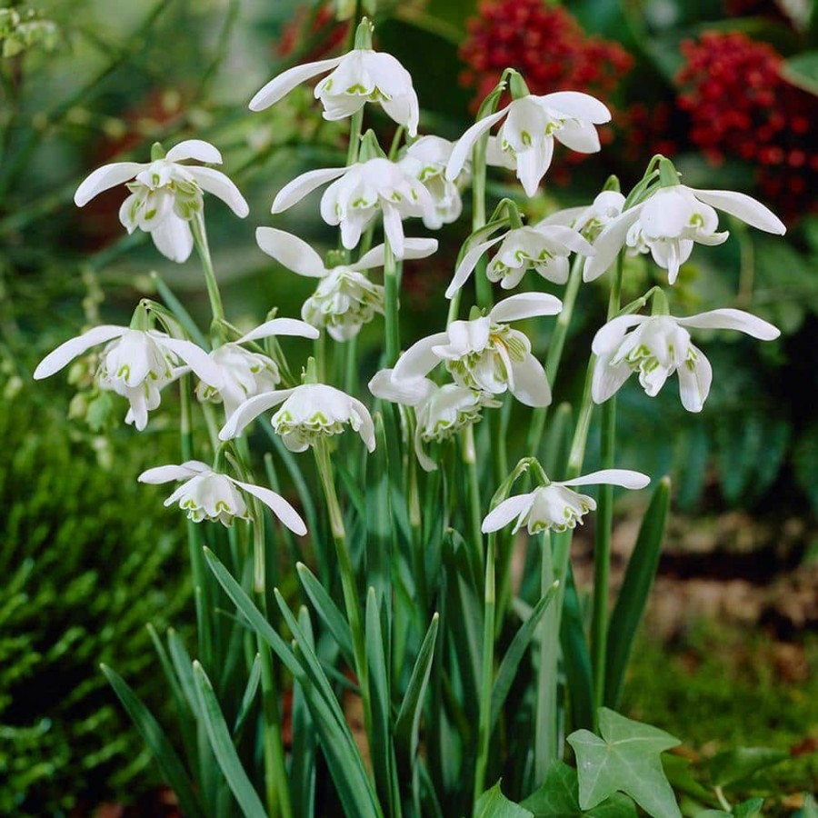 Outdoor Plants * | Promo Galanthus Bulbs Snowdrops (Set Of 25) By Van Zyverden