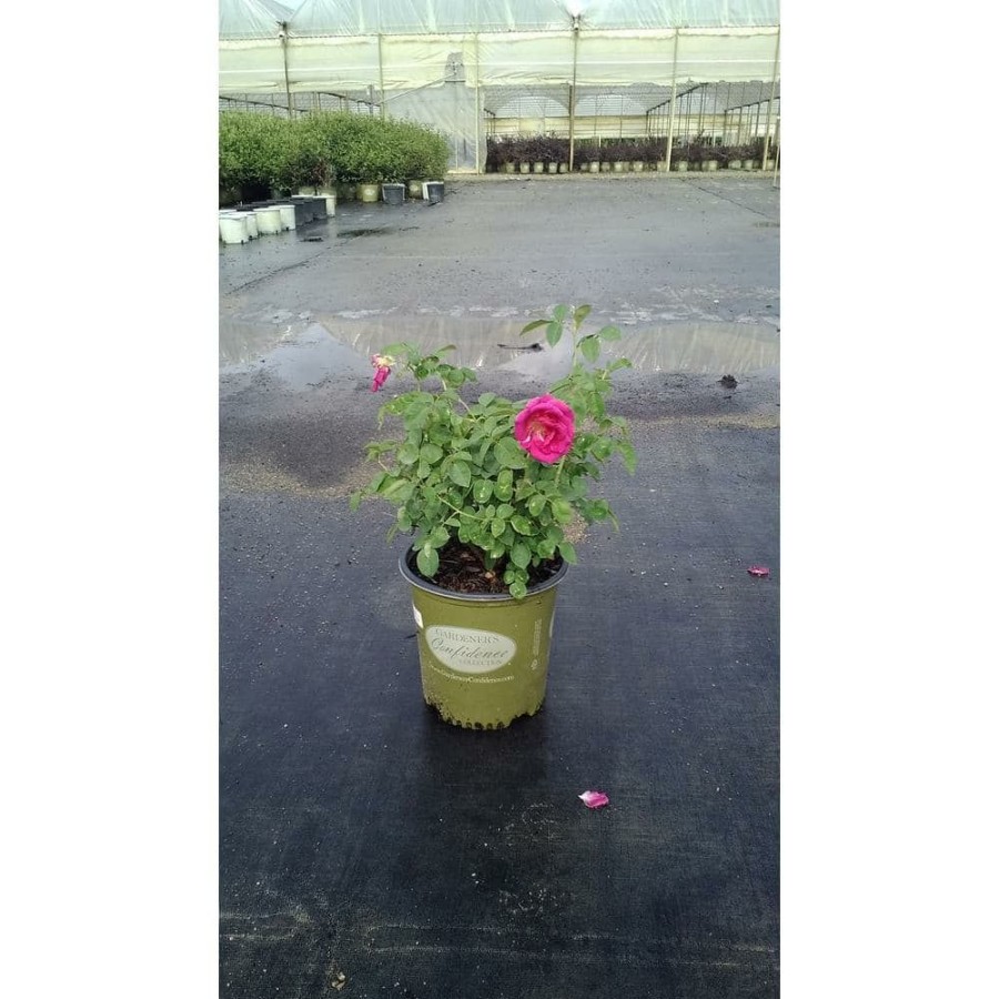 Outdoor Plants * | Wholesale 2 Gal. Echo Brindabella Roses Purple Prince Plant With Fragrant Double Purple Flowers By Gardener'S Confidence